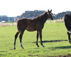 Pferd Millo (Holsteiner, 2018, von Million Dollar)