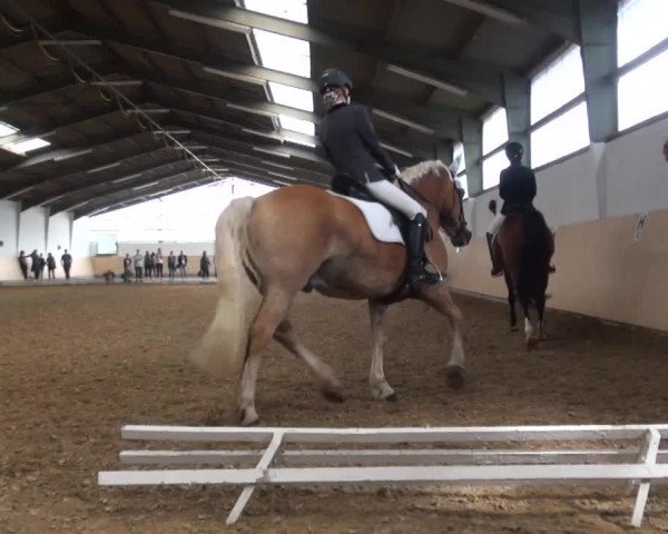 Reitturnier Datteln 2016