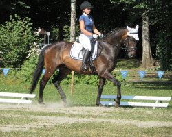 dressage horse Gibran (Trakehner, 2007, from Grafenstolz)