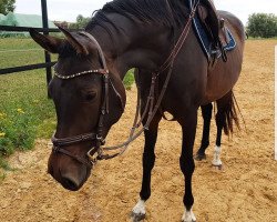 broodmare Caipi 12 (Oldenburg show jumper, 2014, from Conthargos)