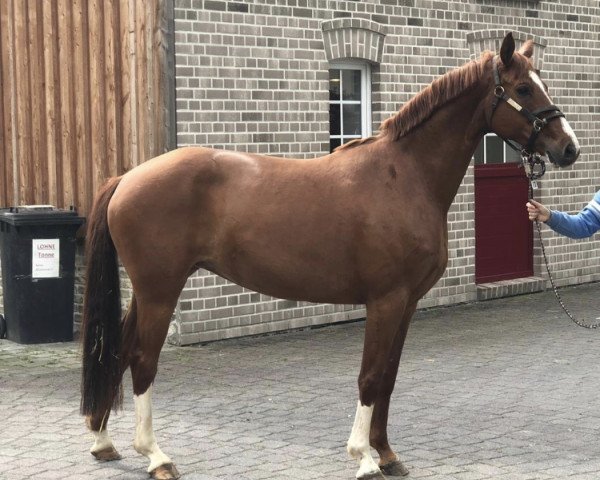 broodmare Betty Barclay (Hanoverian, 2010, from Barclay 20)