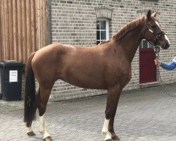 broodmare Betty Barclay (Hanoverian, 2010, from Barclay 20)