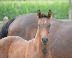 stallion Z-Man Wf (Westphalian, 2019, from Zoom)