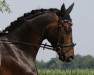 Springpferd Störtebeker Boy (Trakehner, 2008, von Grafenstolz)