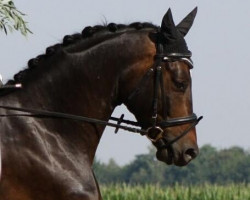 jumper Störtebeker Boy (Trakehner, 2008, from Grafenstolz)