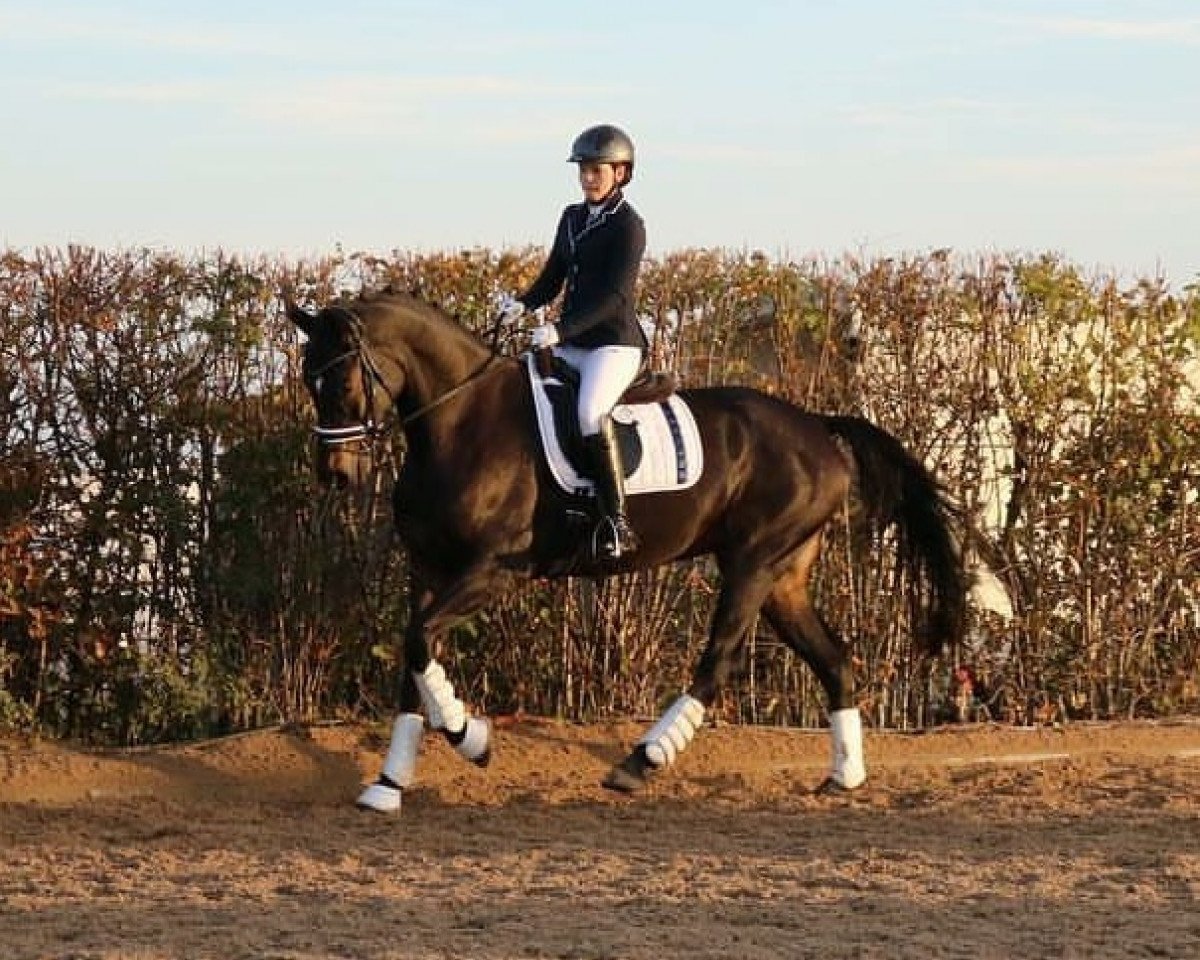 dressage horse Fürstin Karisma R. (Hanoverian, 2009, from Fürst Romancier)