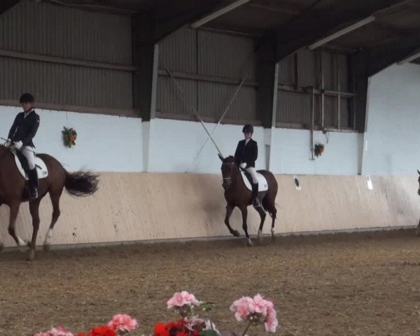 Reitturnier Datteln 2016