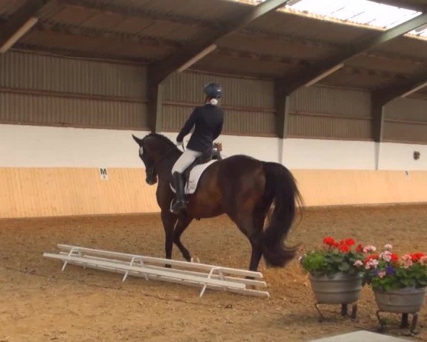 Reitturnier Datteln 2016