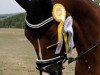 dressage horse Ben Quacio K (German Sport Horse, 2013, from Callaho's Benicio)