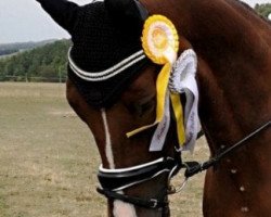 dressage horse Ben Quacio K (German Sport Horse, 2013, from Callaho's Benicio)