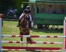 broodmare Das Pony Maccaroni (German Riding Pony, 2013, from Dancing Star)