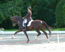 dressage horse Don Boitano (Württemberger, 2005, from Donnerschwee)