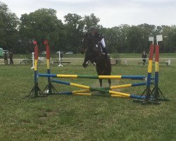 jumper Guidarco G (German Sport Horse, 2013, from Guidarc)