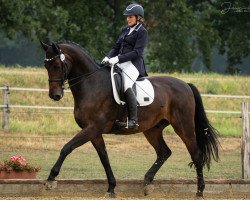 dressage horse Rockettaro (Westphalian, 2008, from Rock Forever NRW)