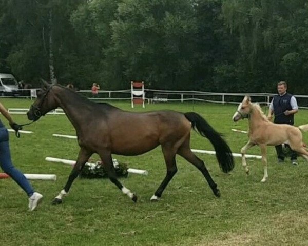 broodmare Voice of Classic (German Riding Pony, 2004, from Via Mala)