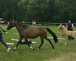 broodmare Voice of Classic (German Riding Pony, 2004, from Via Mala)