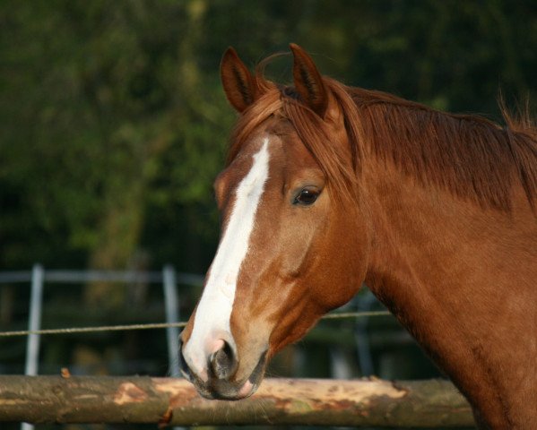 horse Rainer Zufall (Oldenburg, 2006, from Roquefort)