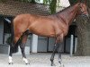 Springpferd Little Magic d'Asschaut (Belgisches Warmblut, 2011, von Back Gammon (NLD))