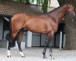 jumper Little Magic d'Asschaut (Belgian Warmblood, 2011, from Back Gammon (NLD))