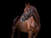 dressage horse Bon Vital (Rhinelander, 2014, from Bonamour 2)