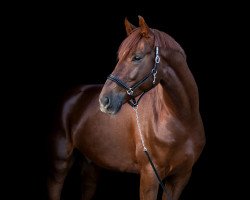 dressage horse Bon Vital (Rhinelander, 2014, from Bonamour 2)