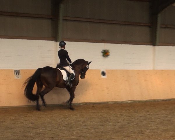 Reitturnier Datteln 2016