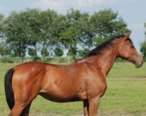 broodmare Carrica (Holsteiner, 2013, from Carrico)