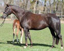 broodmare Florencia (Hanoverian, 2012, from Fuechtels Floriscount OLD)