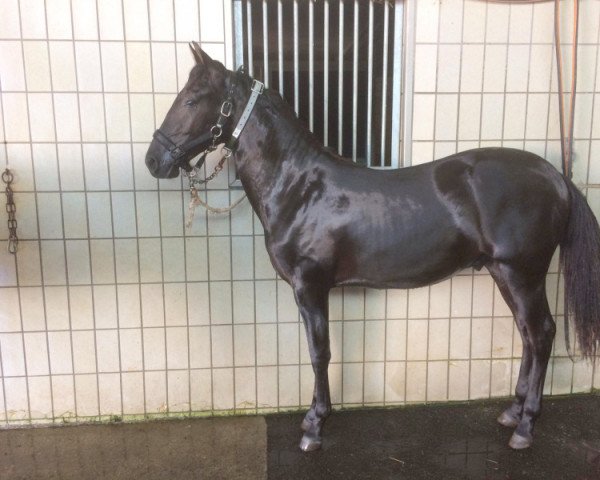 stallion Manolito (Pura Raza Espanola (PRE), 2018)