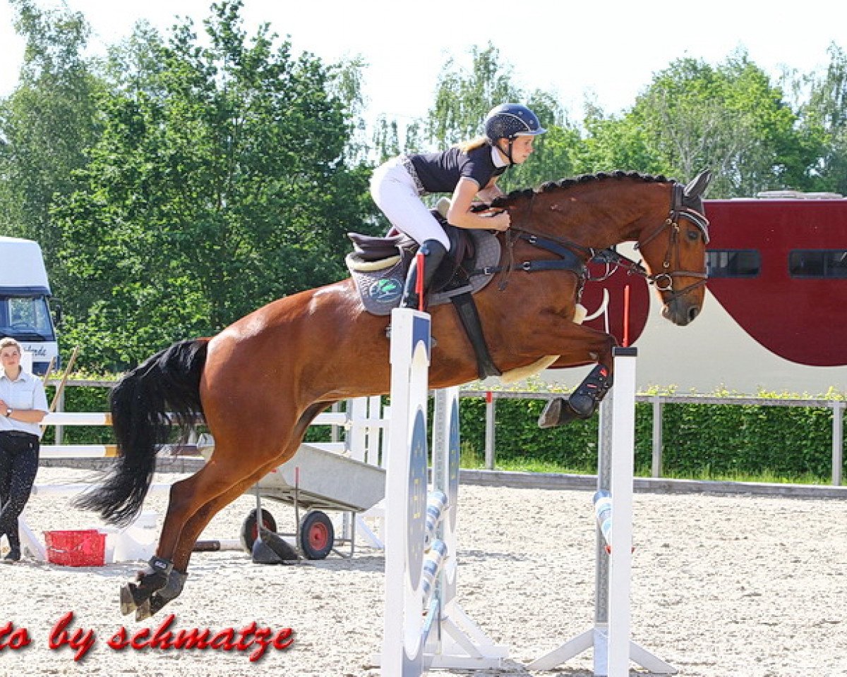 jumper Coco Choco 3 (German Sport Horse, 2013, from Cartusch 21)