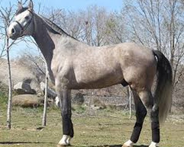 stallion Icono (Spanish Sport Horse, 2010, from Clinton)