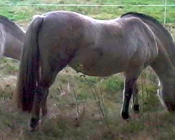 Pferd Jana (Fjordpferd, 1998, von Haavaniko)