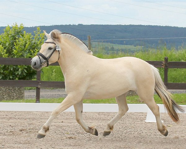 broodmare Stald Kiels Vanilje (Fjord Horse, 2016, from Rubin Skovå)