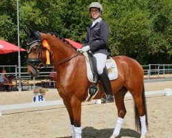 dressage horse Mister X (Hanoverian, 2015, from Gandhi)