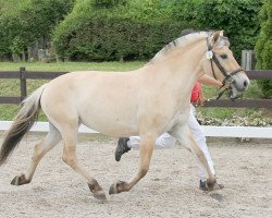 broodmare Ulrikas Freika (Fjord Horse, 2016, from Kjartan)