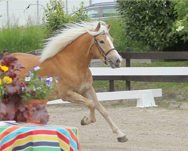 Pferd Whyona (Haflinger, 2016, von Starkwind)