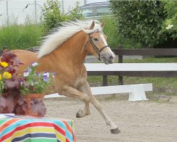 horse Whyona (Haflinger, 2016, from Starkwind)