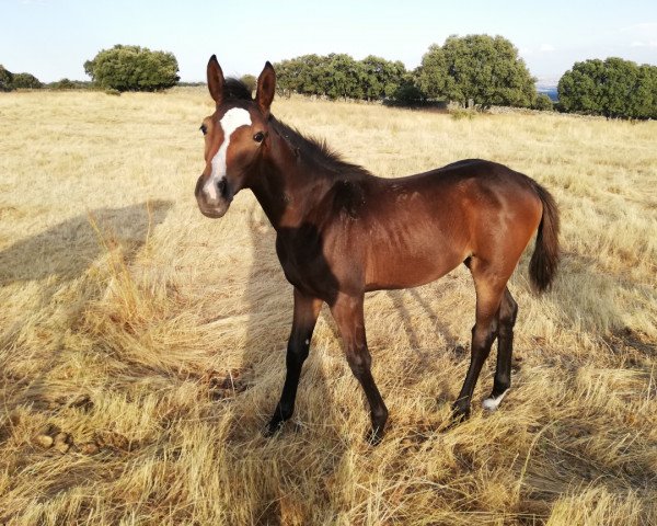 Pferd Maya du Defey (Spanisches Sportpferd, 2018, von Jaleo du Defey)