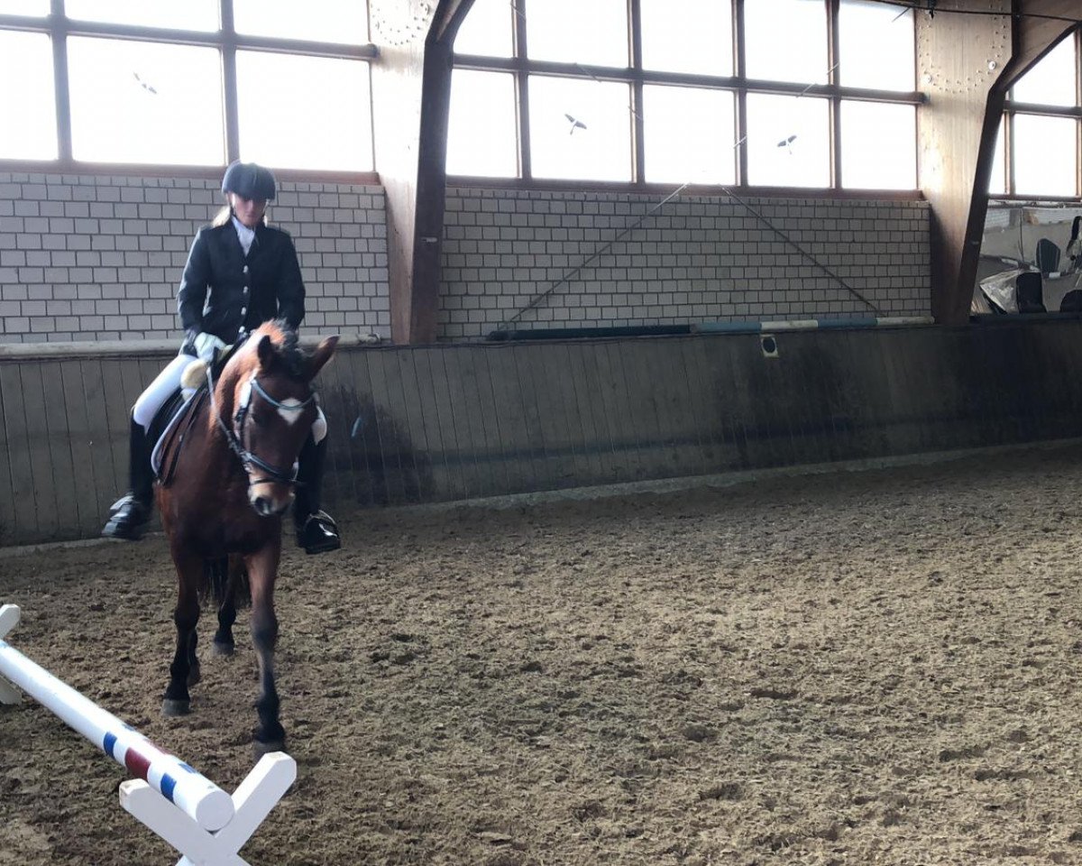 dressage horse Rondo 440 (Connemara Pony, 2011, from Sir Henry)
