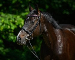 Springpferd Caotino (Oldenburger Springpferd, 2008, von Contendro I)