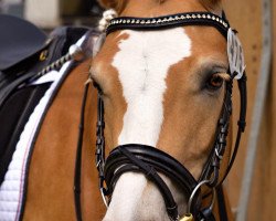 dressage horse Gretel (Haflinger, 2013, from Adlerschild SG)