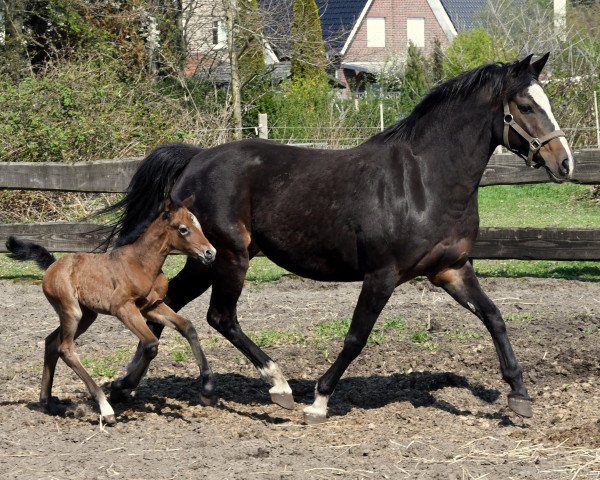 broodmare Maritza (German Riding Pony, 2002, from Black Dancer)