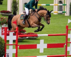 jumper Albfuehren's Maddox (Swedish Warmblood, 2011, from Cohiba VDL)