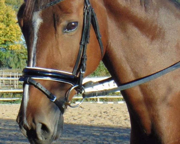 dressage horse Luciano 280 (Hanoverian, 2011, from Longton)