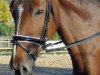 dressage horse Luciano 280 (Hanoverian, 2011, from Longton)