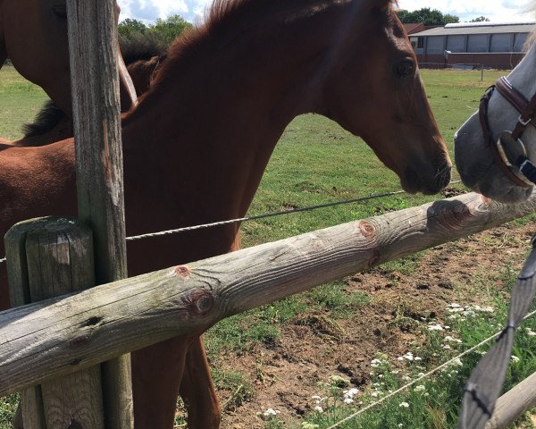 dressage horse Fritz (Hanoverian, 2019, from Finnigan)