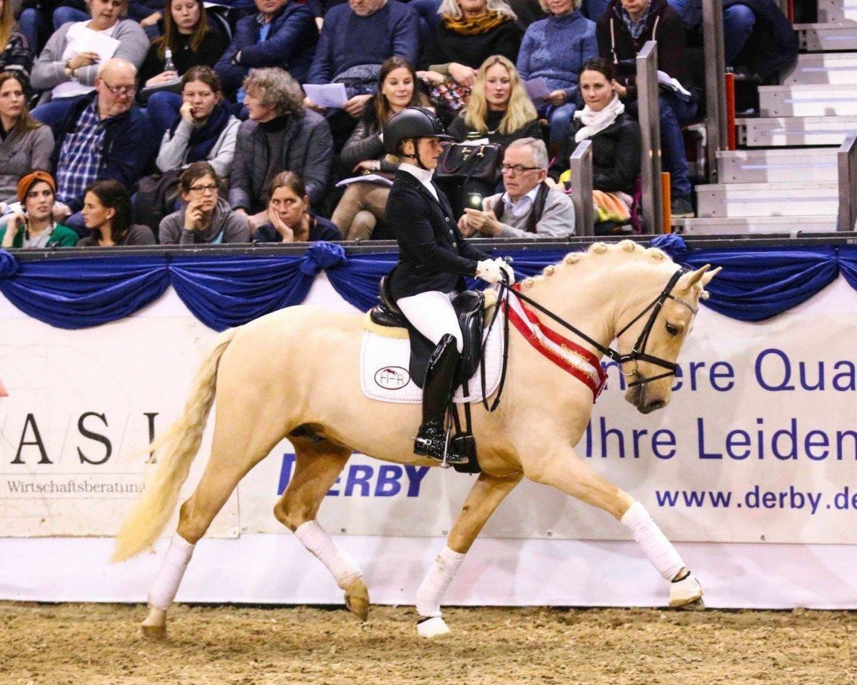 dressage horse Gabalier (German Riding Pony, 2016, from Golden West NRW)