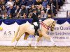 dressage horse Gabalier (German Riding Pony, 2016, from Golden West NRW)