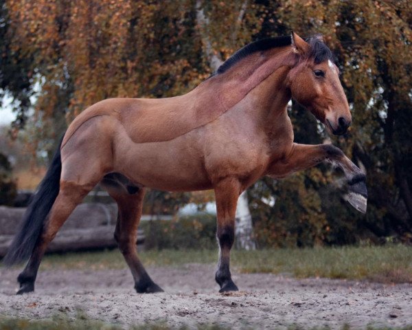 dressage horse Marron (unknown, 2009)