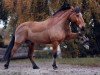 dressage horse Marron (unknown, 2009)